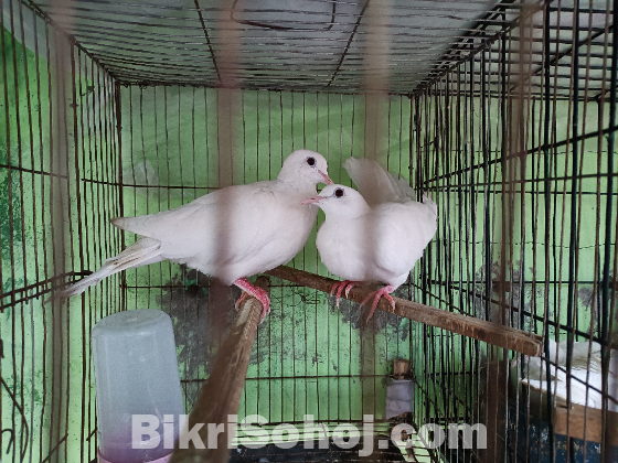 Australian White Dove Pair
